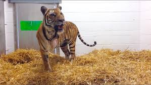 Injured tiger not going anywhere, Dickerson Park Zoo says