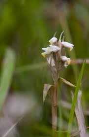 Image result for Zeuxine