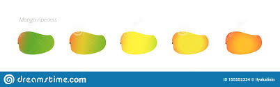 Mango Ripeness Stages Chart Colour Gradation Set Fruit