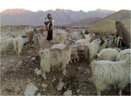 Www.imdb.com/title/tt1015460/ a pretty young lady obviously enjoys the killing of a helpless teenage boy. Nomadic Pastoralism In Southern Iran Pastoralism Full Text