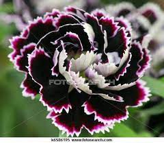 Carnation Dianthus Flower Dianthus Flowers Carnations Black And White Flowers