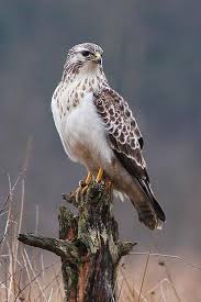 Bird Species In Setubal Photos Beautiful Birds Bird Species Animals