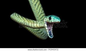 Image result for Danthoniopsis viridis