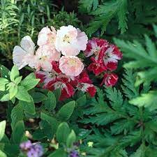 15 Top Native Plants Of Southern California Plants California Native Plants Annual Flowers