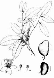 Image result for Crudia