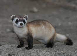 Black Footed Ferret Wikipedia