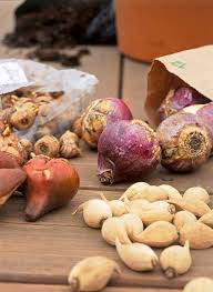 Sign up for our newsletter to receive coupons Tips For Planting Your Favorite Bulbs Better Homes Gardens