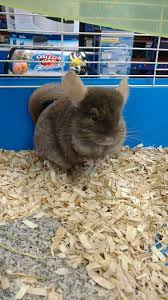 Maybe you would like to learn more about one of these? Pet Zone We Also Have Chinchillas And Guinea Pigs Facebook