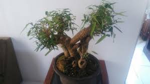 Bonsai Bambu Kuning Perkebunan Di Carousell