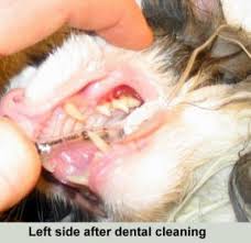 If your cat starts exhibiting symptoms, like bad breath, red gums, loose teeth, or drooling, it might have periodontitis and need to be taken to the vet. Dental Problems In Cats Manhattan Cat Specialists Articles