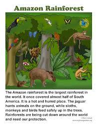 Grow up to be about four feet long. Amazon Rainforest Of South America