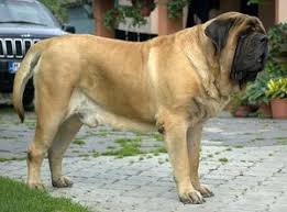 We have cao's from russia with turkmenian and we nave breeding the dog of those breeds. Big Furry Dog Giant Dogs The Largest Breeds Photo