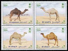 الطوابع العربية طابع تذكاري لأنواع الإبل العربية