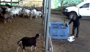 Смотрите видео chinese woman slaughter goat. Baby Goats Bludgeoned To Death In Horrific Undercover Footage On Victorian Dairy Farm 7news Com Au
