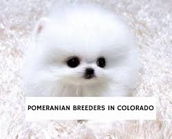 8 Best Pomeranian Breeders In Colorado 2022 We Love Doodles