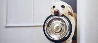The 7 Best Dog Foods For Labradors 2021 Reviews