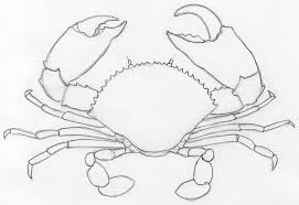 If you are looking for a long term relationship, mention it. How To Draw Crab In Pencil