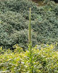 Image result for Agelanthus fuellebornii