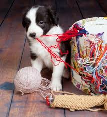 Thank you to the b family of michigan! Finding The Best Border Collie Puppies For Sale Near You Bordercolliehealth