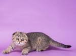 Americanlisted has classifieds in burtchville, michigan for dogs and cats. Available Munchkin Cats Kittens For Sale Dearborn Heights Michigan