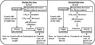 Check spelling or type a new query. Which Process Is Responsible For Controlling The Movement Of Guard Cells