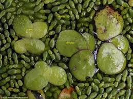 Image result for Wolffiella