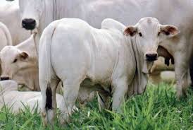 4 Nelore Busca Do Twitter Cattle Farm Yard Animals