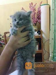Berikut harga kucing anggora dan jenis juga cirinya sebagai salah satu kucing yang banyak dipilih dan digemari. Kucing Anggora Abu Sukabumi Jualo
