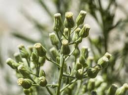 Image result for Erigeron sumatrensis