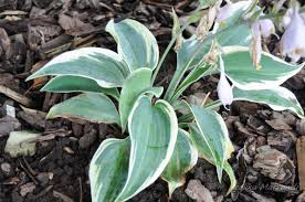 Hostas francee plantain lily #3 hosta. Hosta Firn Line Elise Aed