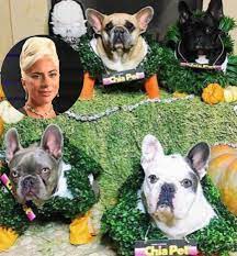 Lady gaga's two french bulldogs have been found after they were stolen and her dog walker shot, people can confirm. Pop Crave On Twitter Lady Gaga S Dogs Were Targeted By Thieves Last Night The Thieves Shot Her Dog Walker And Stole 2 Of Her French Bulldogs Https T Co Djiptcs0ti Https T Co T6iwemiysh