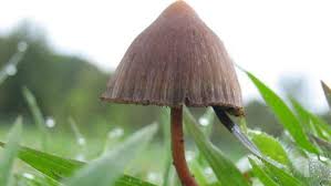 Recently, however, researchers have been studying this fungus as a potential mental. Bloss Keine Selbstversuche Magic Mushroom Lindert Sozialen Schmerz N Tv De