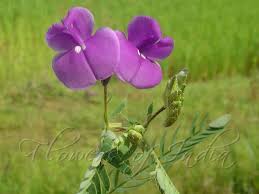 Image result for Smithia