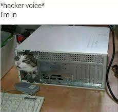 Hacker Cat Meme By Commanderjax Memedroid