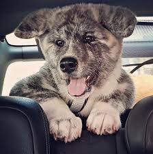 akita おしゃれまとめの人気アイデア pinterest cris peixoto いぬ 秋田犬 ライオン 犬