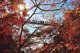 韓國 大芚山道立公園 柿餅 長丞 龍門纜車 金剛排雲橋 一家子賞楓 2 Outdoor Snow