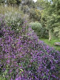 Image result for Hardenbergia comptoniana