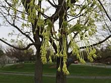 Maybe you would like to learn more about one of these? Acer Saccharum Wikipedia