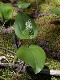 Image result for Mesanthemum pilosum