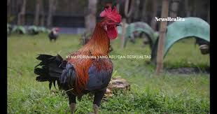 Gambar Ayam Madenan Ciri Ciri Ayam Peru Yang Asli Dan Berkualitas Download Celtim Gf Madenan Vs Peruvian Yellow Line Download Ayam Pi Gambar Betet Ayam