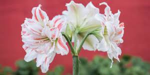 Πίστευαν ότι κάθε λουλούδι αντιπροσωπεύει κάτι και ανάλογα με αυτό που διάλεγαν να φορέσουν στη μπουτονιέρα ή το καπέλο τους ήθελαν να περάσουν ένα συγκεκριμένο μήνυμα στους γύρω τους. 30 Agaphmena Loyloydia Apo Tis Ayles Twn Giagiadwn Mas Ta Mystika Toy Khpoy