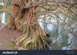 Roots Dawn Redwood Metasequoia Glyptostroboides Beside Stock Photo Edit Now 378693880