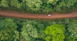 Image result for Ixora kalehensis