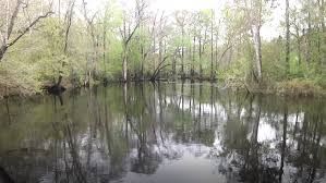 When it does, river diving becomes popular. Nestle Granted Water Consumption Permit For Santa Fe River Wgfl