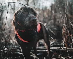 Akc wirehaired pointing griffon dam/ akc brittany sire tails docked, dew claws removed & first round of vaccinations. Wirehaired Pointing Griffon Multi Cultured History Of A Modern Dog Breed