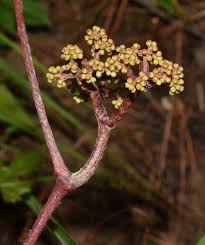 Image result for Ampelocissus abyssinica