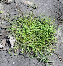 Image result for Marsilea villifolia