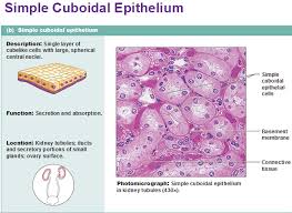 Simple Cuboidal Epithelium Tissue Biology Human Anatomy And Physiology Emt Study