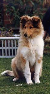 Pin By Eridwen Vania On Maialen Rough Collie Dog Breeds Collie Puppies