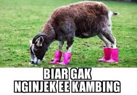 We did not find results for: 10 Meme Kurban Idul Adha 2019 Lucu Yang Bikin Ngakak Sampai Perut Sakit Hageuy Com
